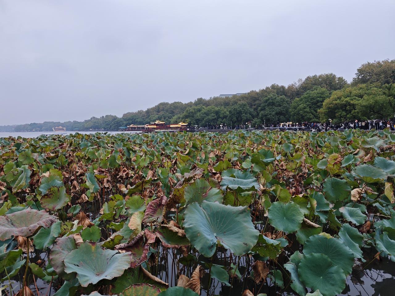 第一批在鹤岗买房的人开始撤离
由此得出了一个道理，杭州的长夏天是可以忍受的，而东