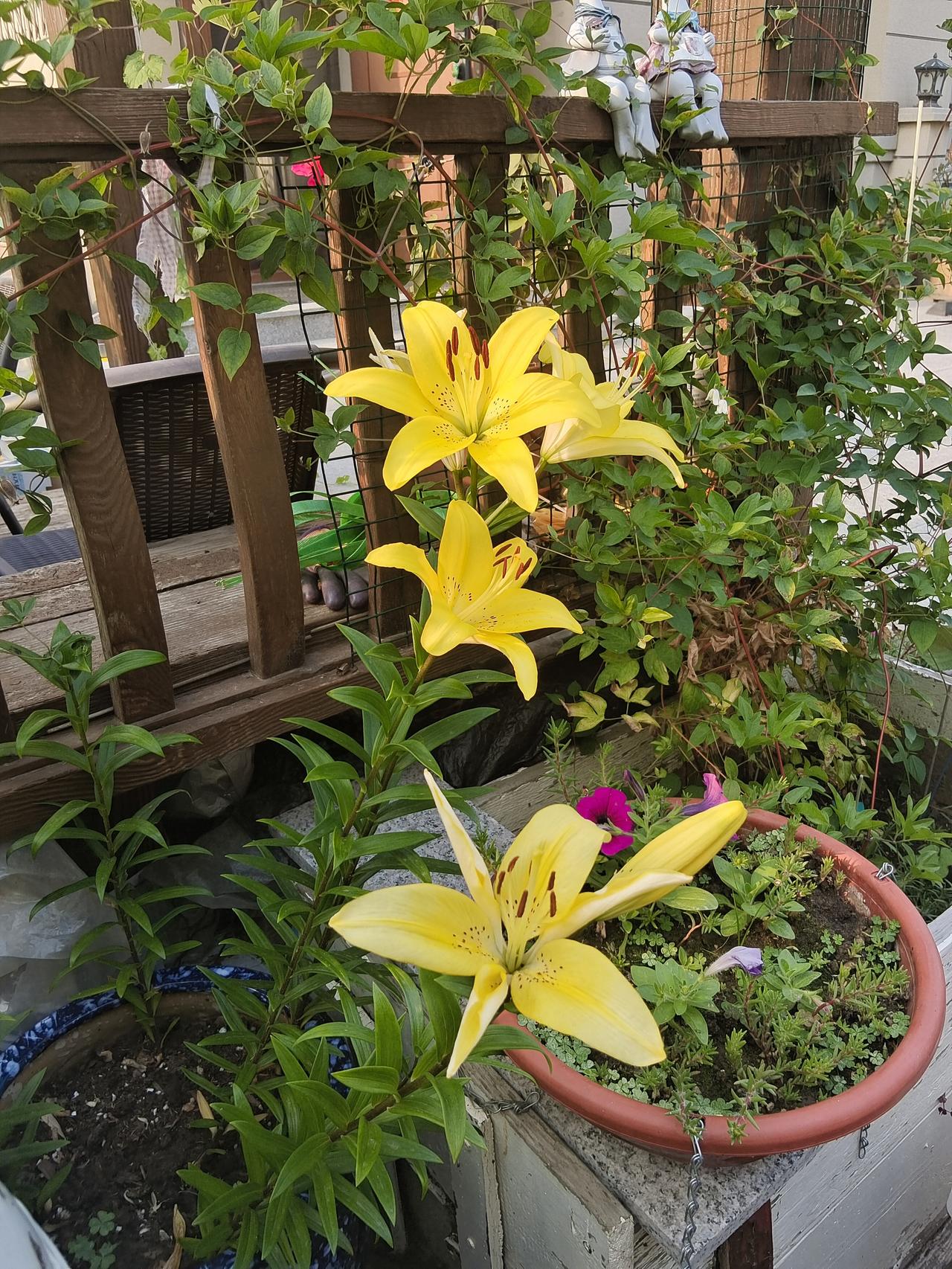 分享随手拍的花图片