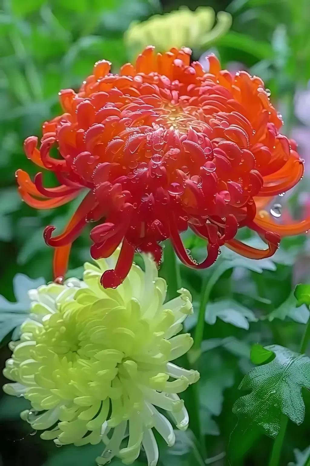 上联：傲骨篱菊抒雅韵；
下联：？？？