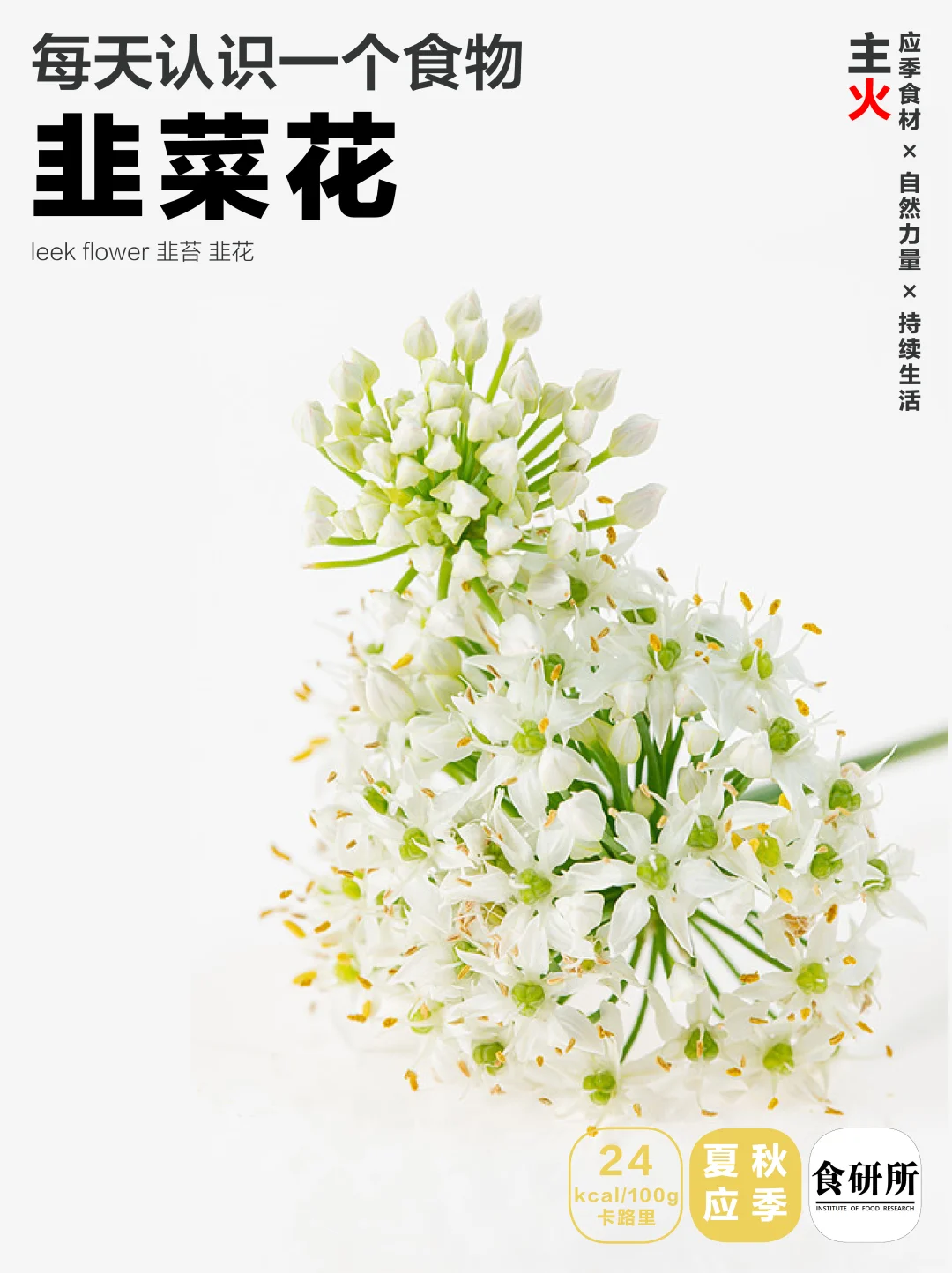 秋日第一鲜 | 韭花