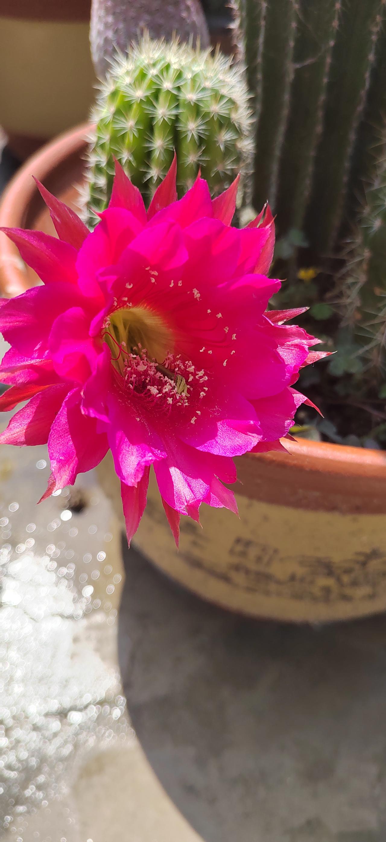 仙人球开花🌸
