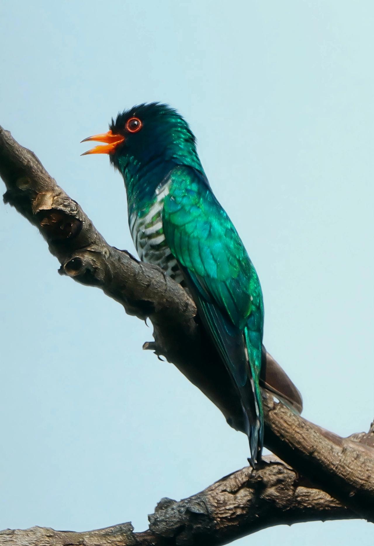 小鸟彩色的世界