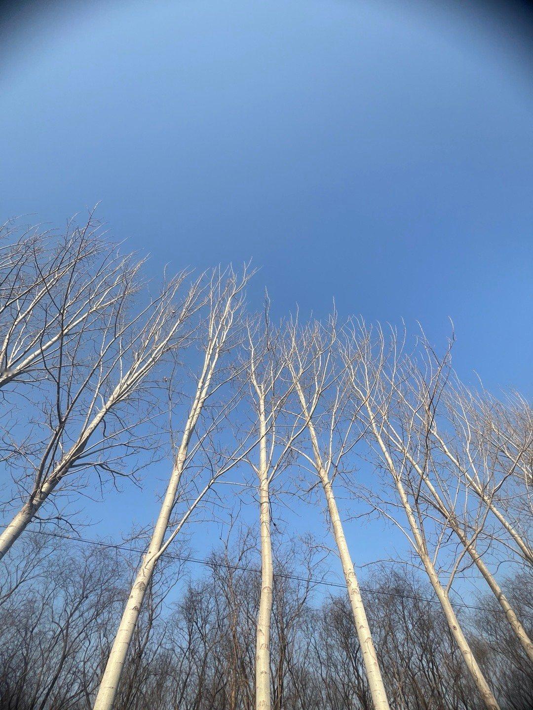 冬天的大树光秃秃的排成一行。它们使我想起打扫卫生时的扫把 