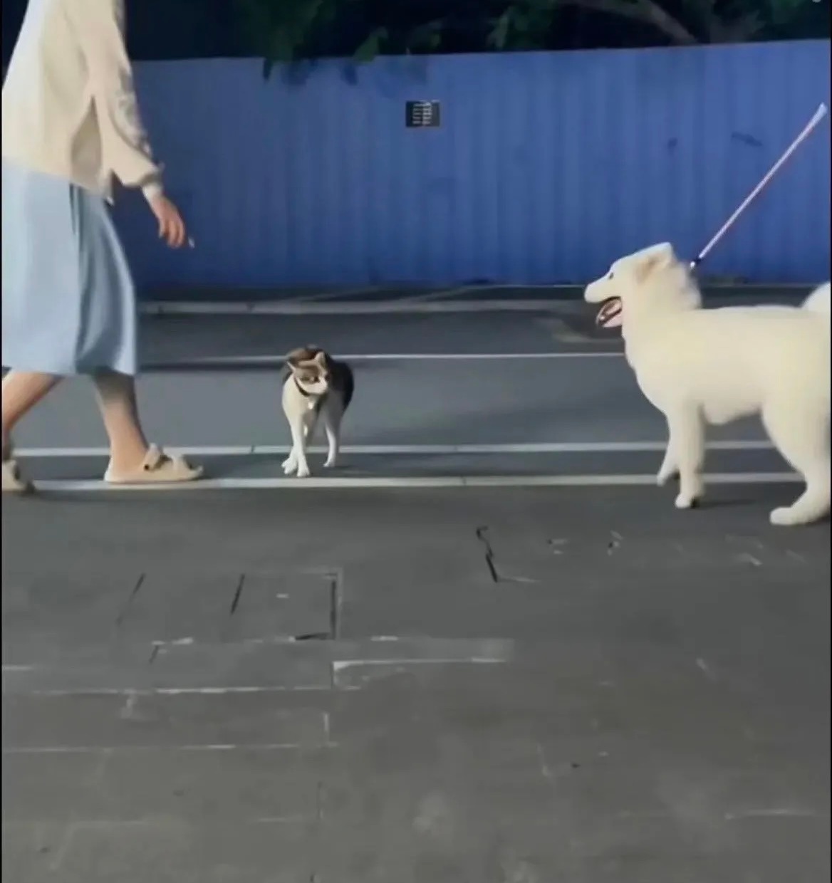 小狗被小猫一脚踹飞了 ​​​