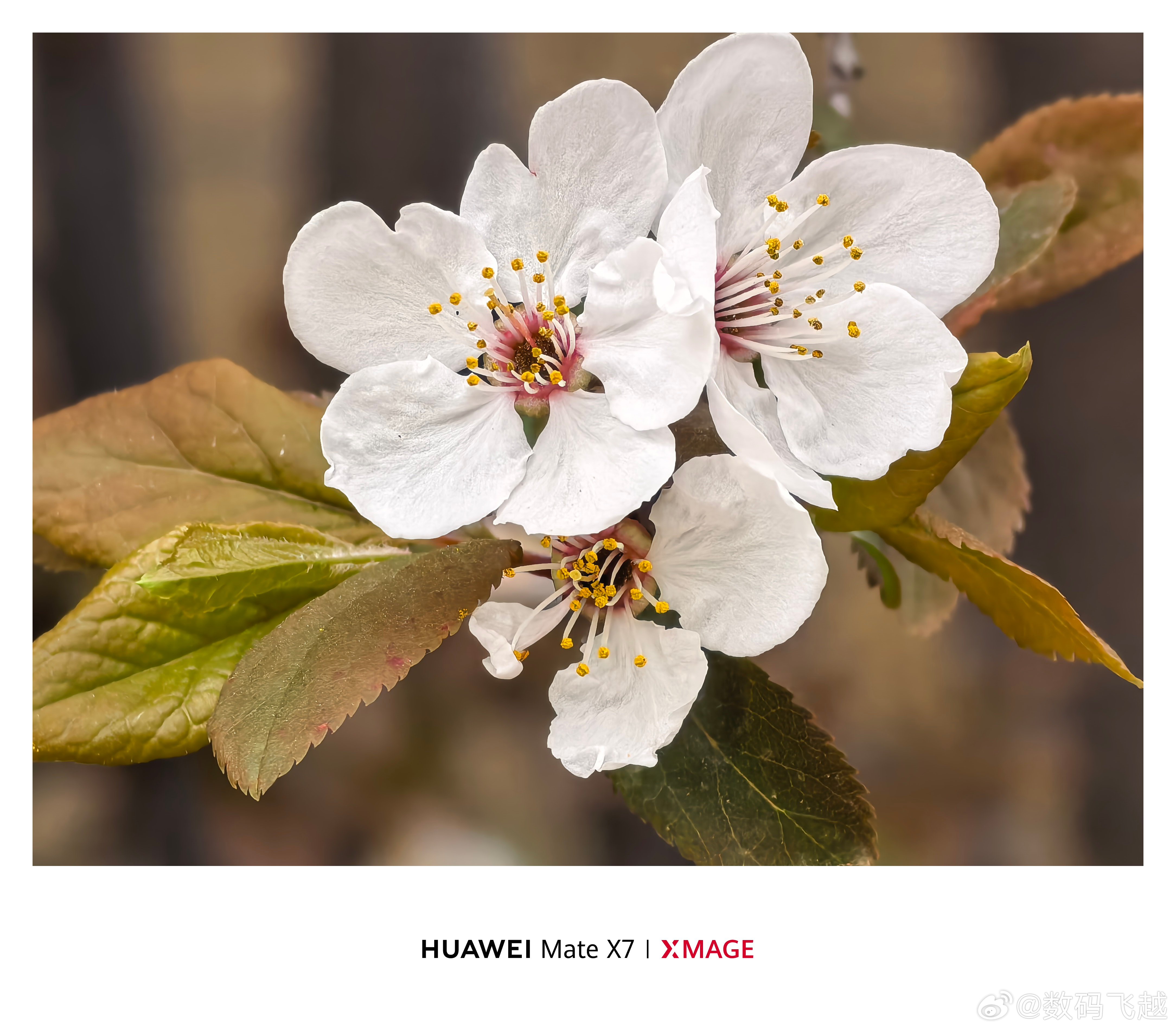 用华为Mate X7来记录春天，手机自带各种色彩怎么调都好看