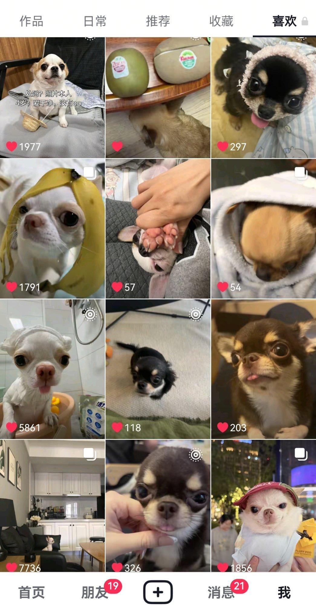 打开我的点赞只觉得来到了天堂，我什么都不管了只想让吉娃娃做世狗一