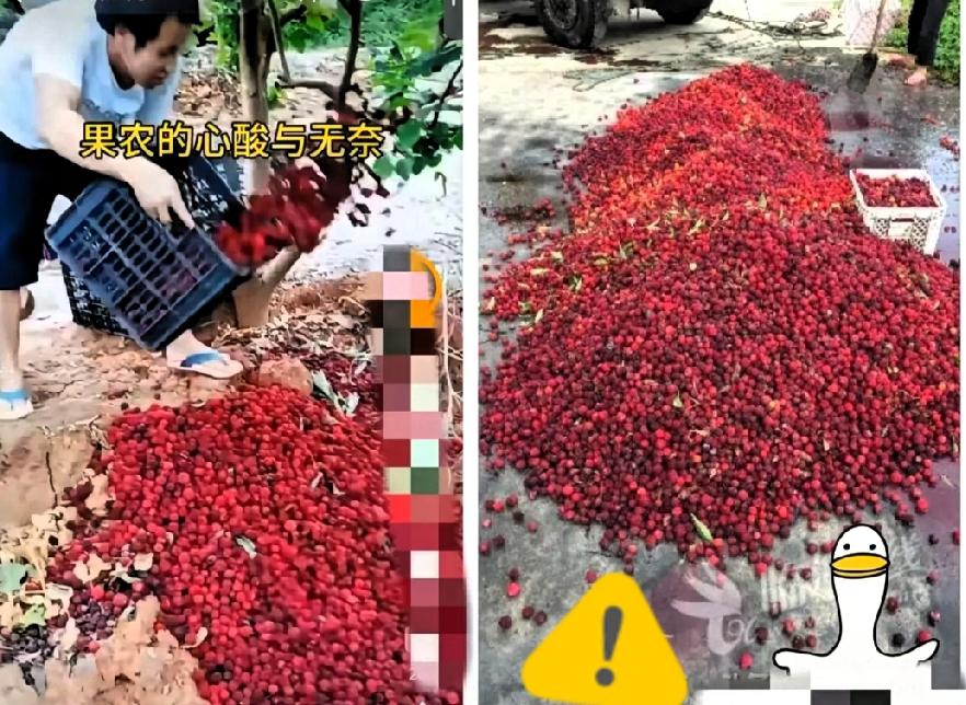 福建漳州的杨梅泡药事件现在已经开始自食恶果了，经销商卖不出去，没人收购，果农手里