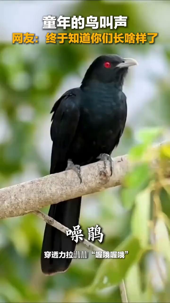童年的鸟叫声。
网友：终于知道你们长什么样了。
·噪鹃：穿透力拉满的"喔哦喔哦"