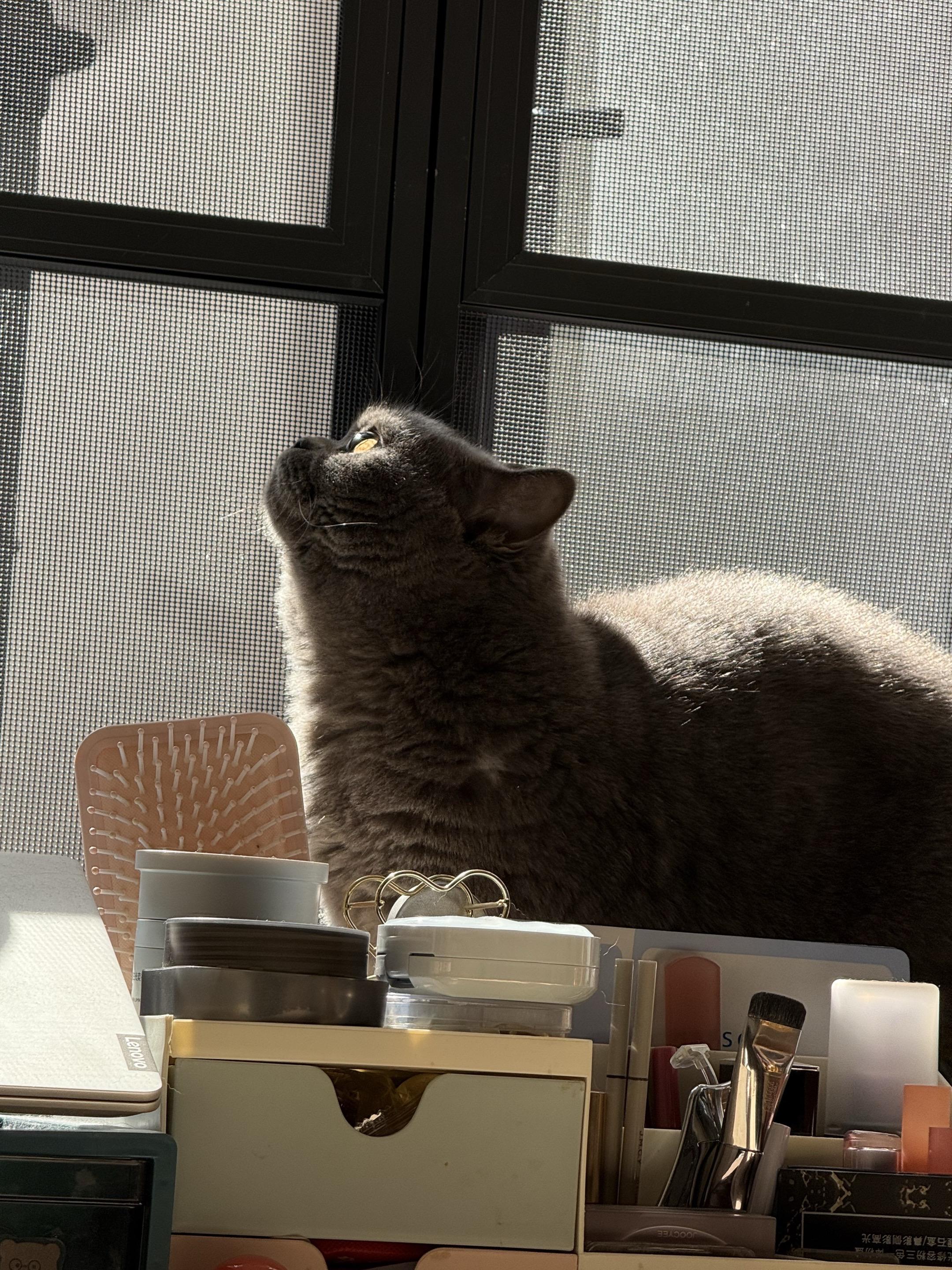 ✨buling buling在干嘛？