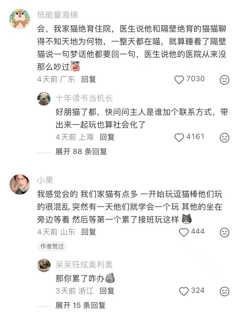 小猫和小猫之间也会唠嗑 