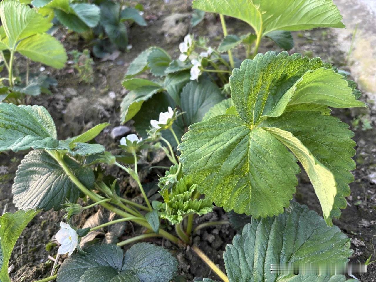 前几天发微头条说我要减重，收到了很多热心朋友的评论和回复，大家给我提了一些很好的