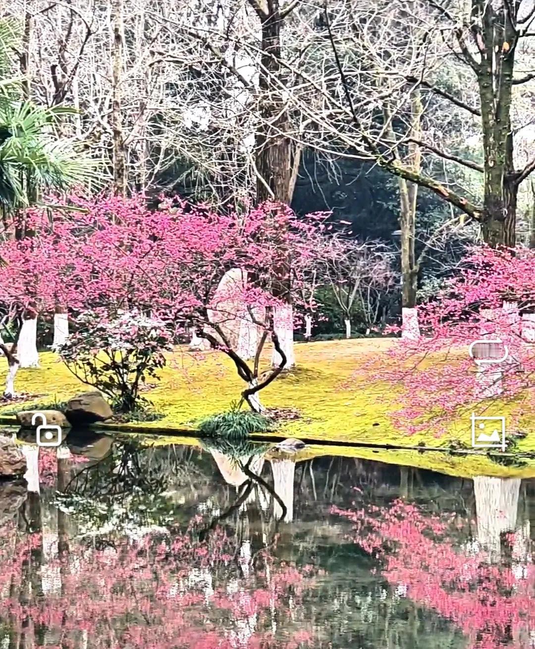 杭州植物园：红梅花海映倒影，如画美景醉游人
    春风送暖，杭州植物园迎来了一