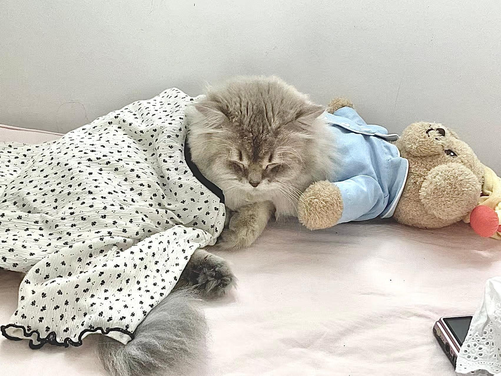 云养了一只猫​​​