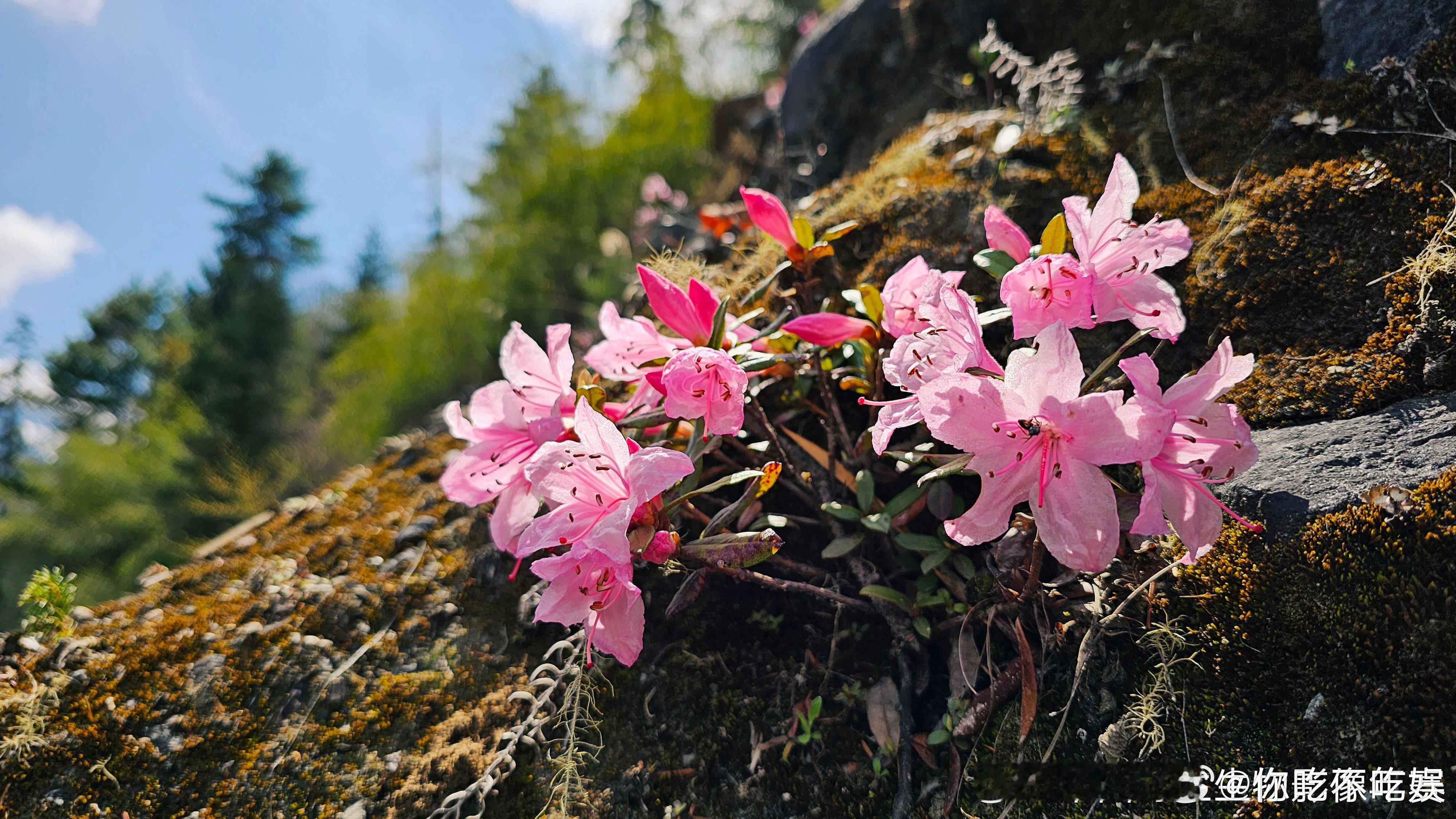 #牧民转行快递员一人坚守4000米高原#这位牧民身上真的是具有优良品质了，这坚守