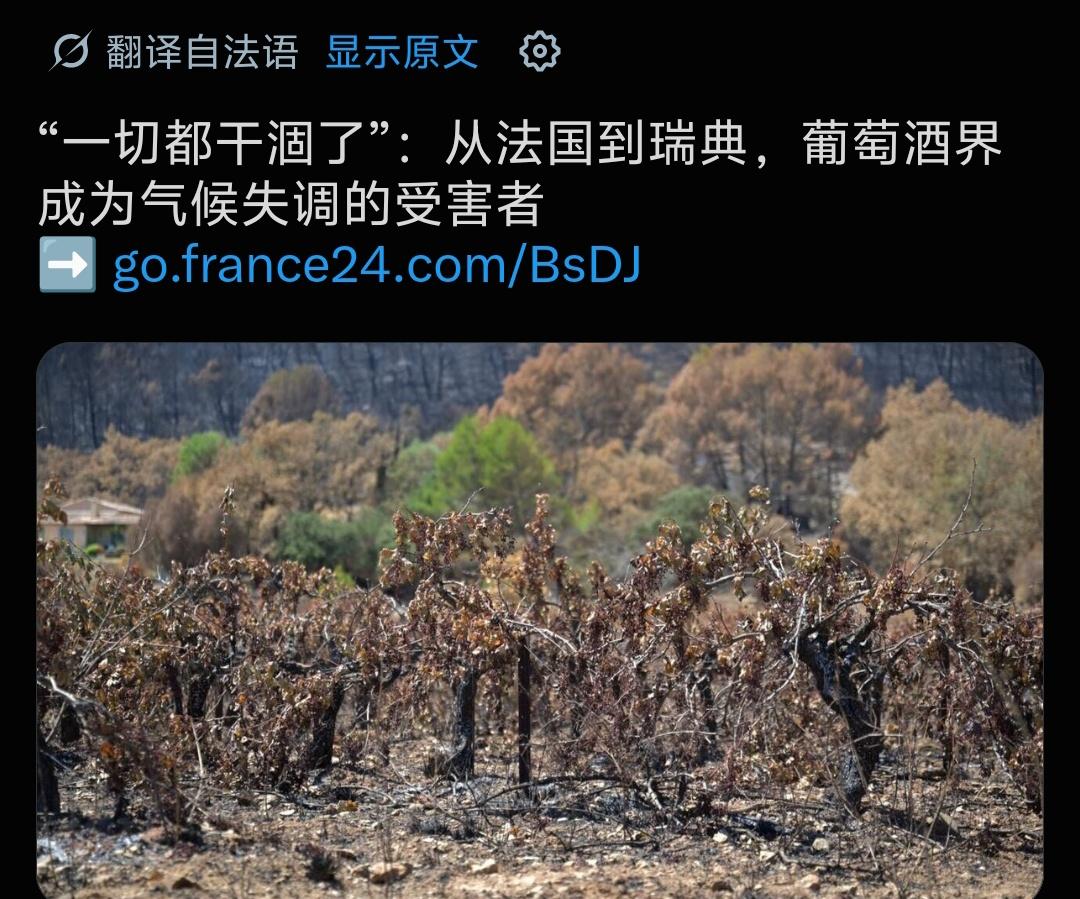 拉菲，你怕是喝不到了！
新闻说欧洲葡萄酒现在被气候变化折腾得够呛，又是霜冻又是热