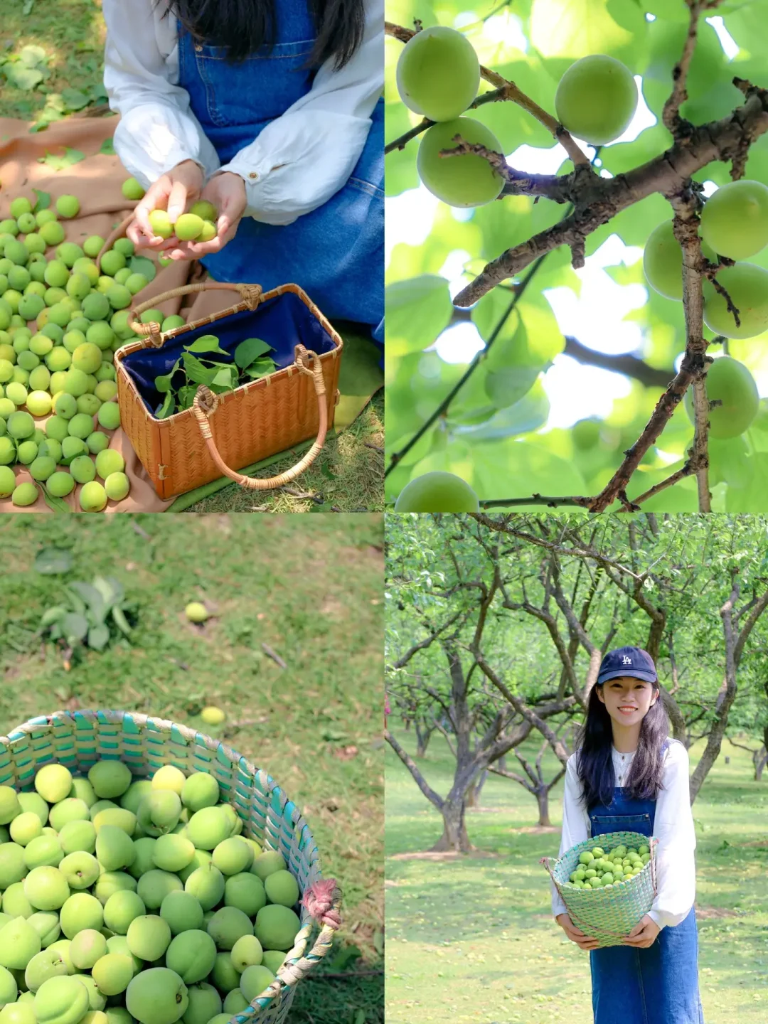 🍃来萝岗免费摘梅子真的太快乐啦！哈哈哈哈