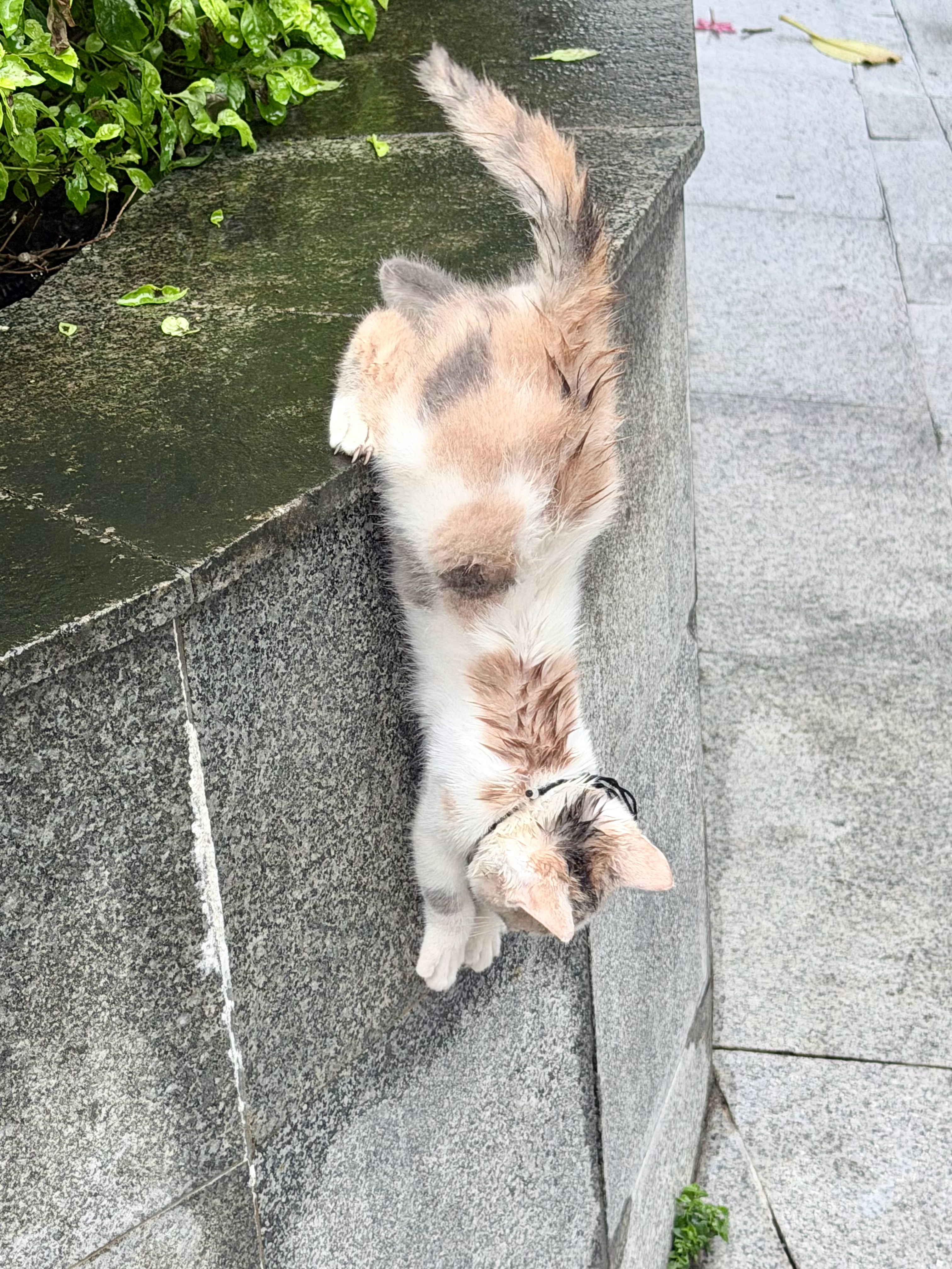 生活手记 小猫会飞檐走壁！前几天楼下还在流浪的小猫今天发现被挂上项圈了，果然好猫