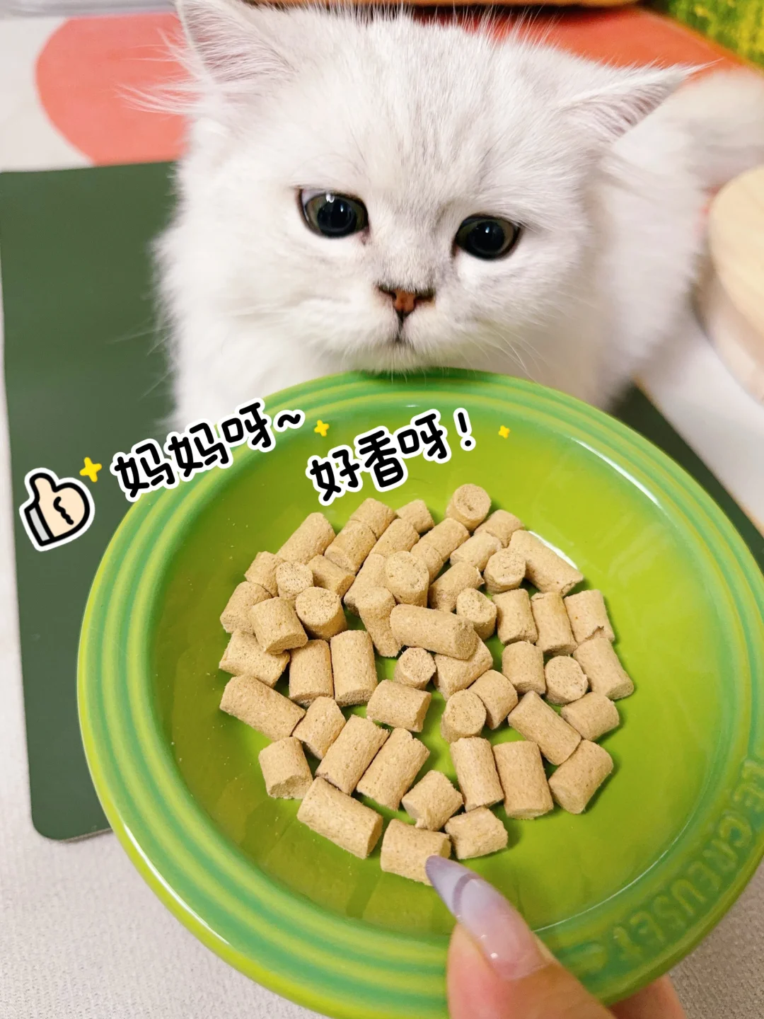 神仙美味呀，小猫都盯出斗鸡眼啦