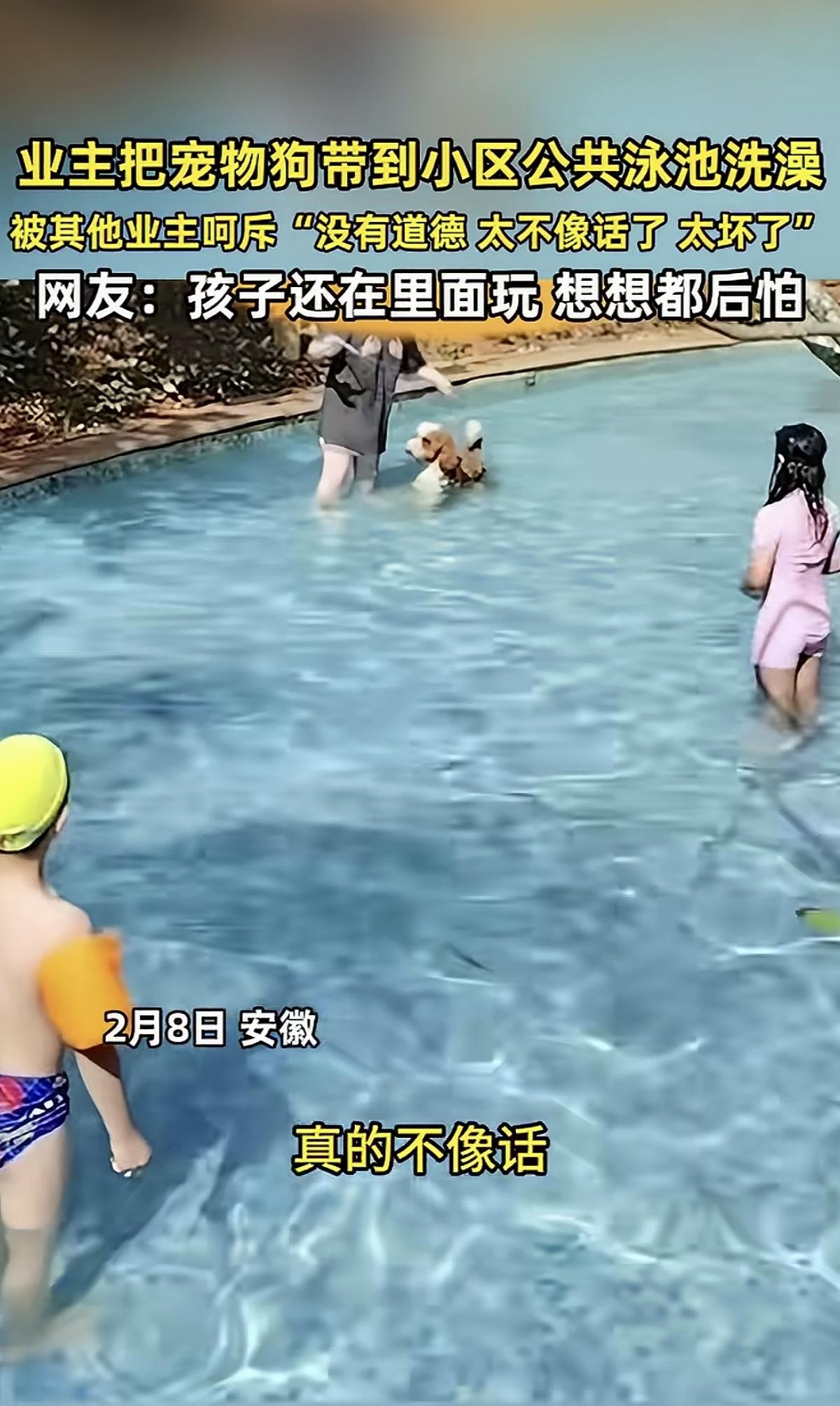 “太不像话了”！业主竟然把宠物狗带进小区公共泳池洗澡，被其他业主大声斥责。岂止是