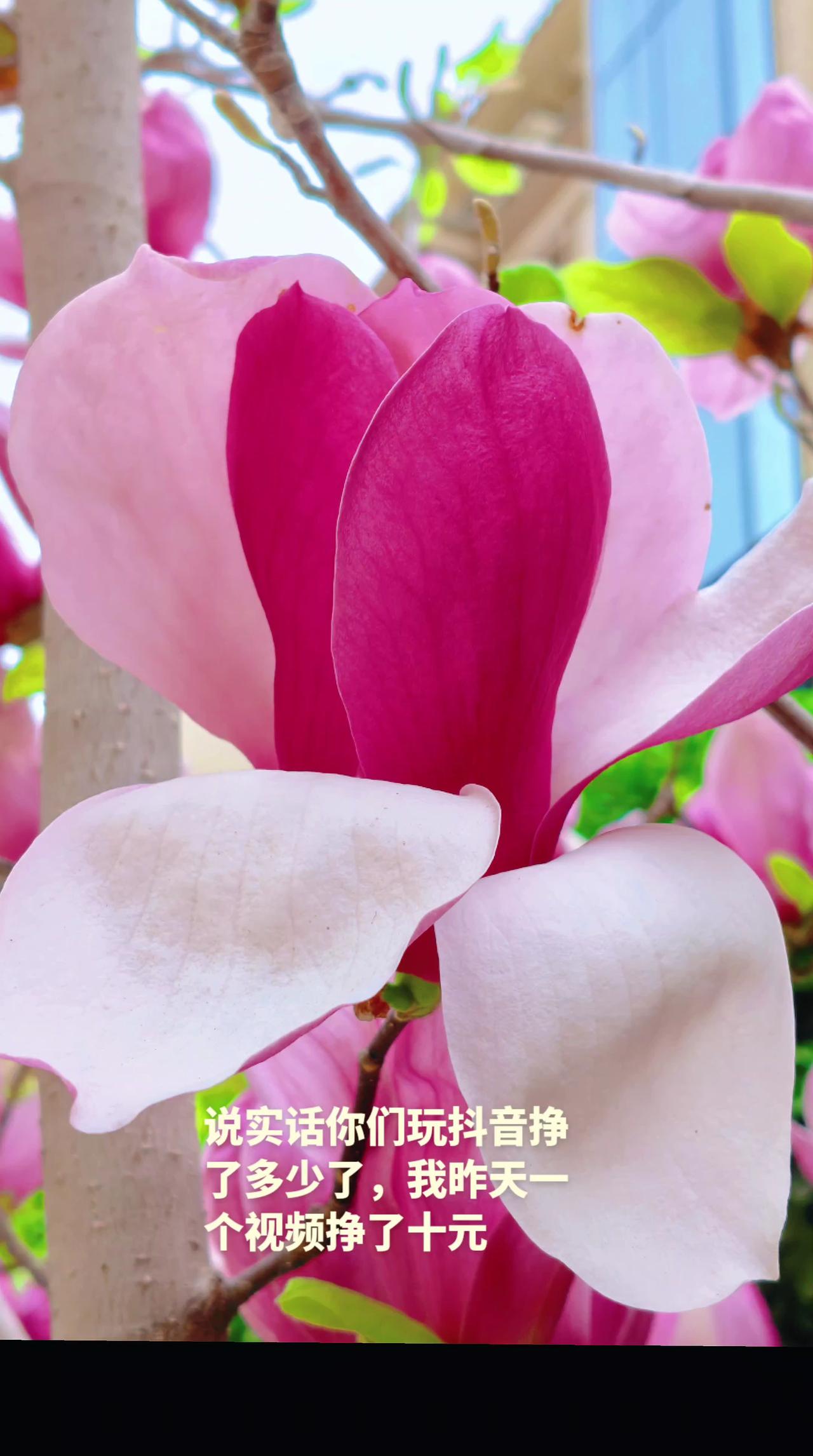 人间最美四月天抖音玩法合伙人计划 创作灵感 抖音助手 分享一张你拍的玉兰花