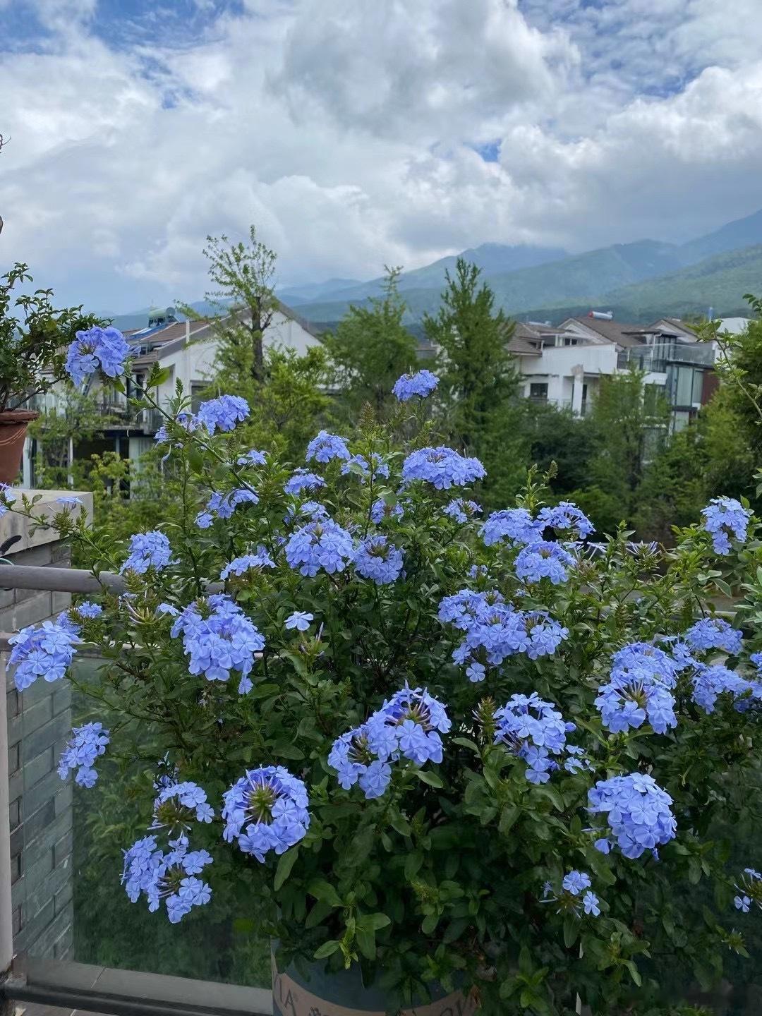 #花草[超话]# 楼顶的蓝雪花开了，它将持续绽放整个夏天。 ​​​
