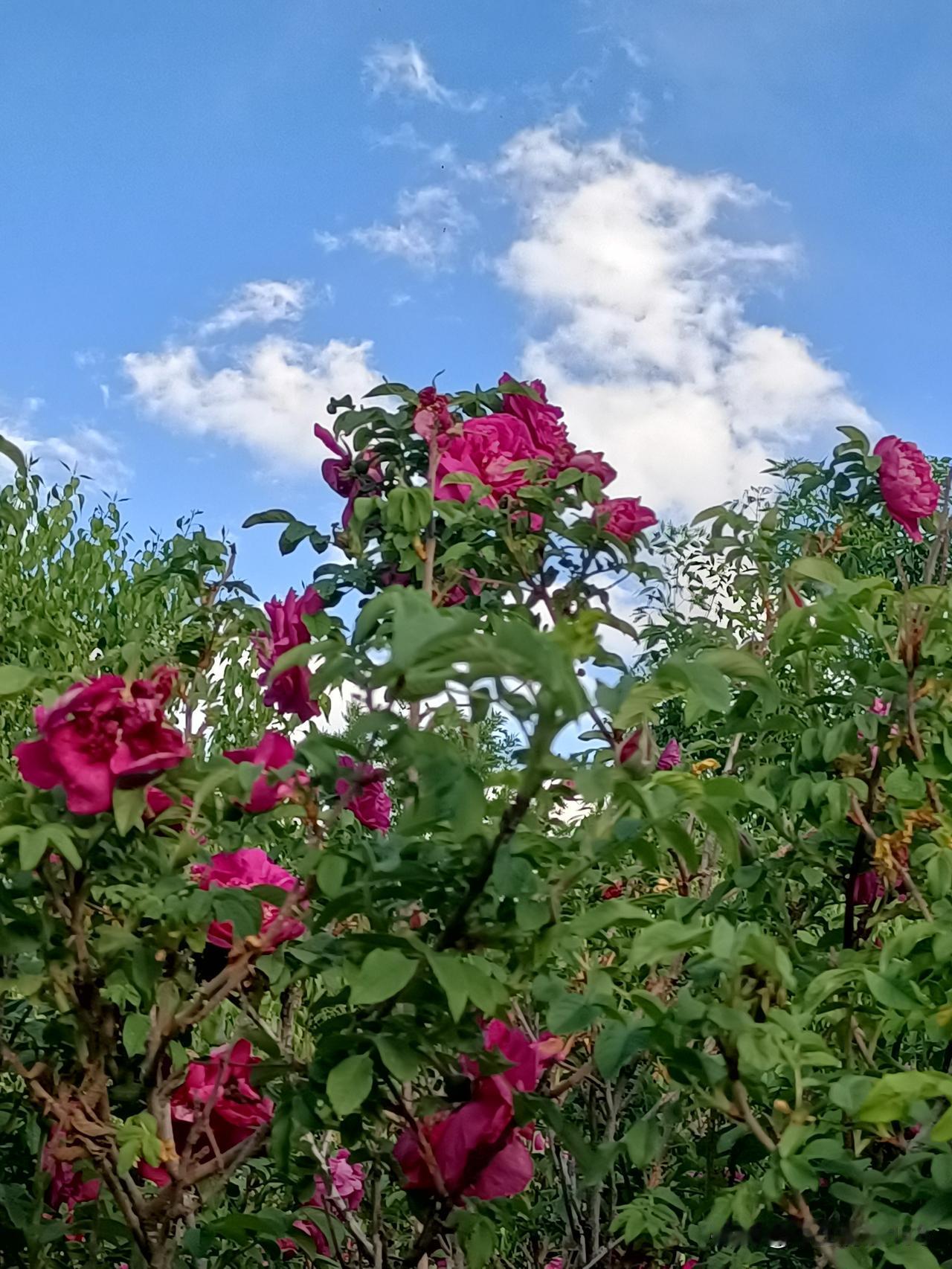 一朝春艳，再逢夏香，玫瑰两度盛开，美好接踵而来。

没想到夏天玫瑰又开啦，二度绽