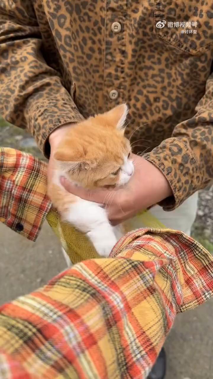 猫包已经进化成这样了 看到个猫包侧面有透气网，还能调节大小，猫咪长大了也能用，还