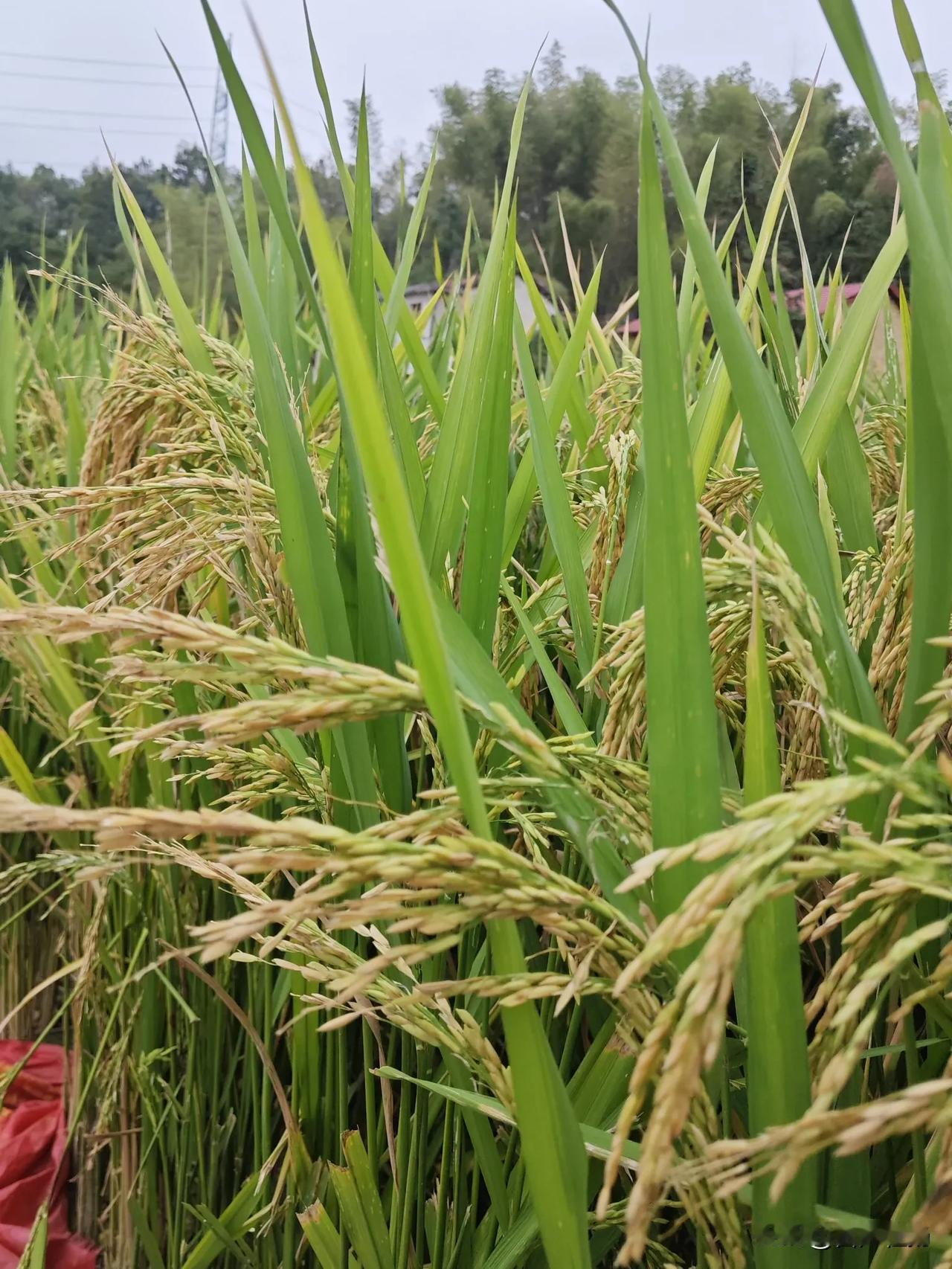 嗖，从一棵树飞向听一棵树，还来不及拍下它们的影子。你听，是鸟儿在叽叽喳喳，成群的