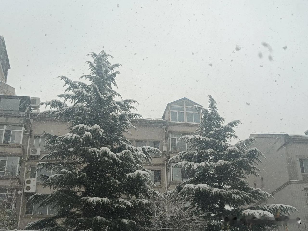 雪花飘飘

昨天下了一天雨。今天早晨看窗外雪花飞舞，小区里已经是一片洁白。这几年