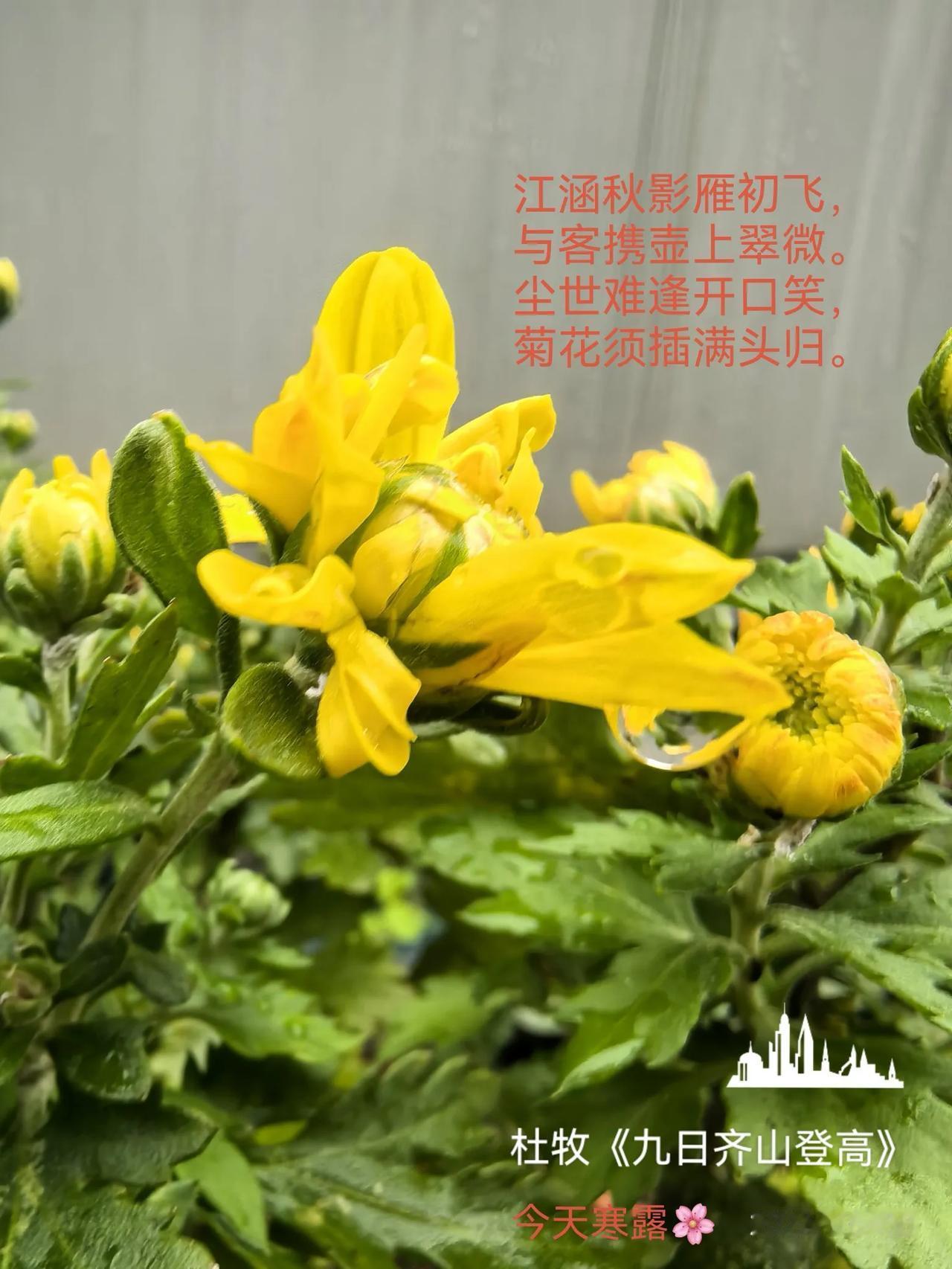 寒露菊与刀
重阳再登高