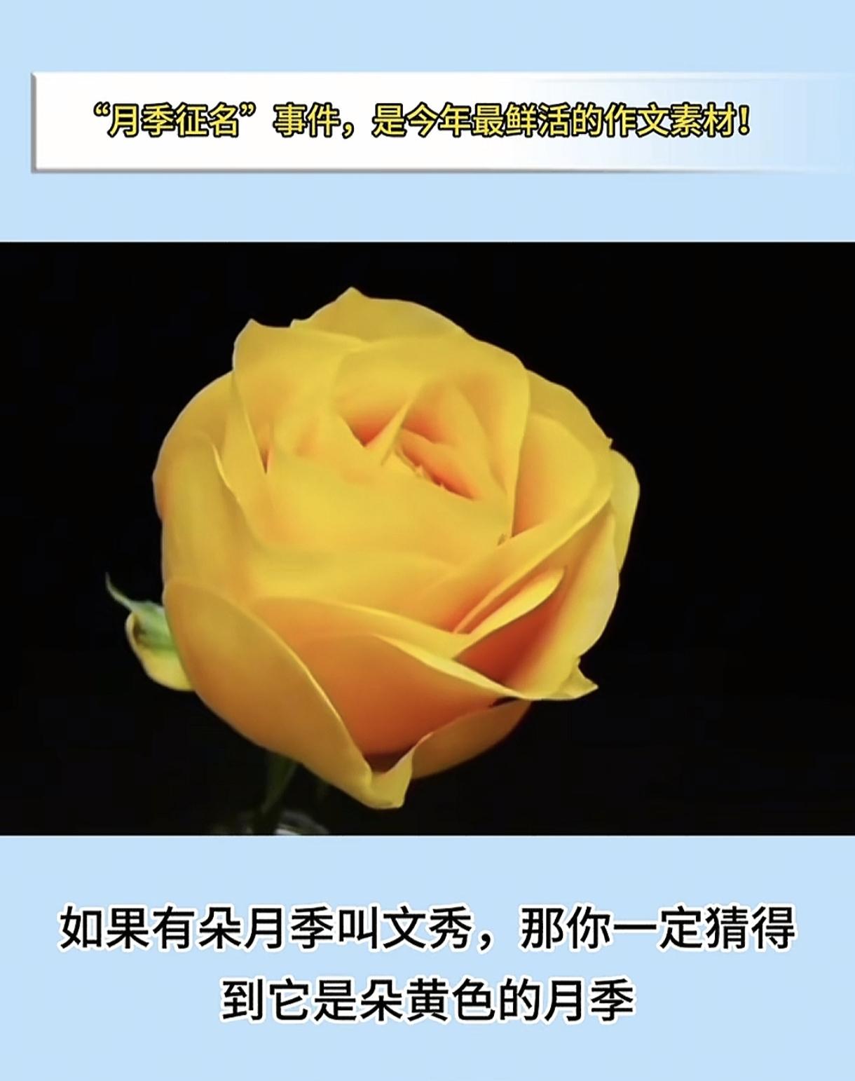 如果有朵月季叫文秀，那么一定是一朵黄色的月季。
云南农科院在网上征名新品种月季的