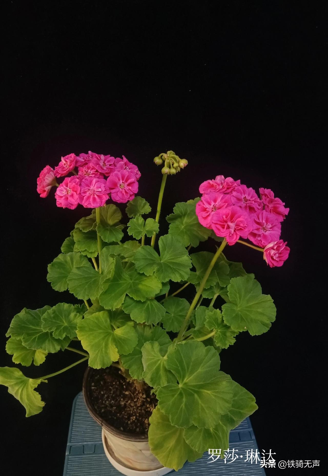 这是我养的天竺葵。名字叫“罗莎·琳达”是直立天竺葵系列的一个优秀的品种。
它的优