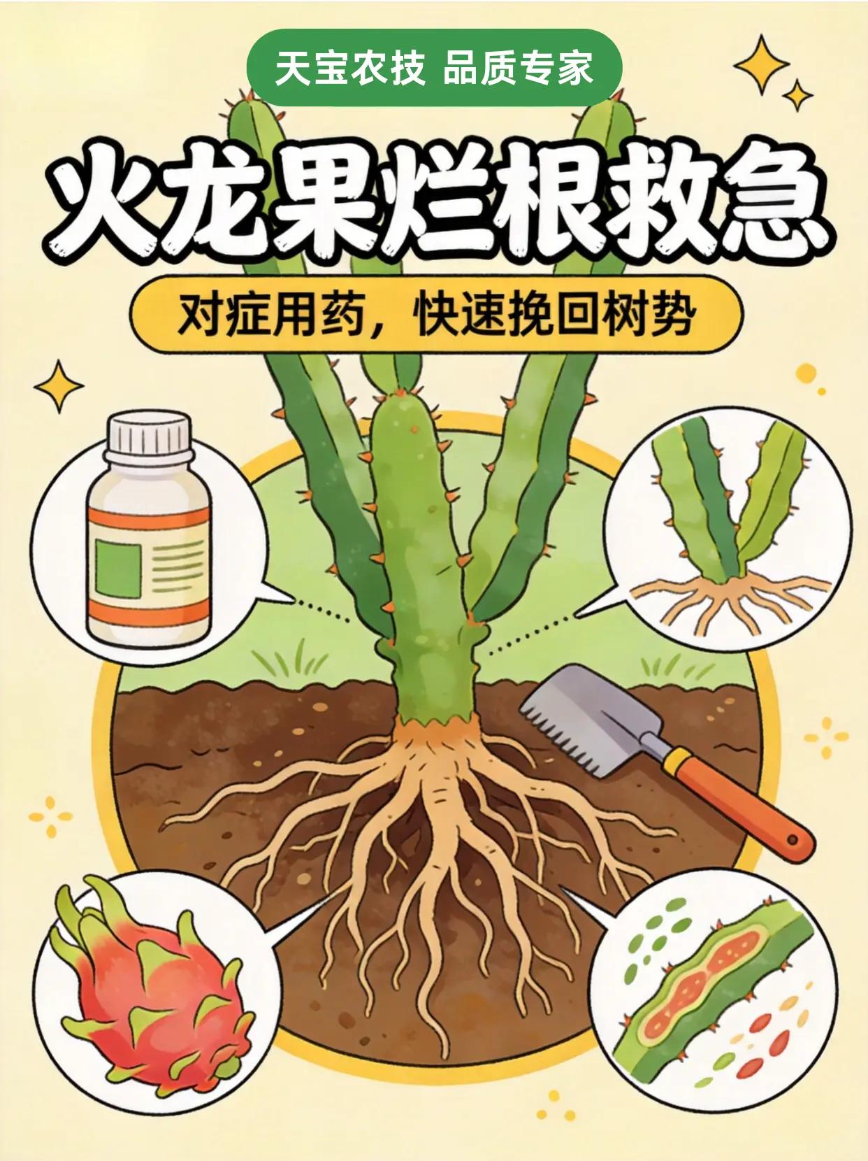 火龙果烂根急救，对症用药快速挽回树势。火龙果种植