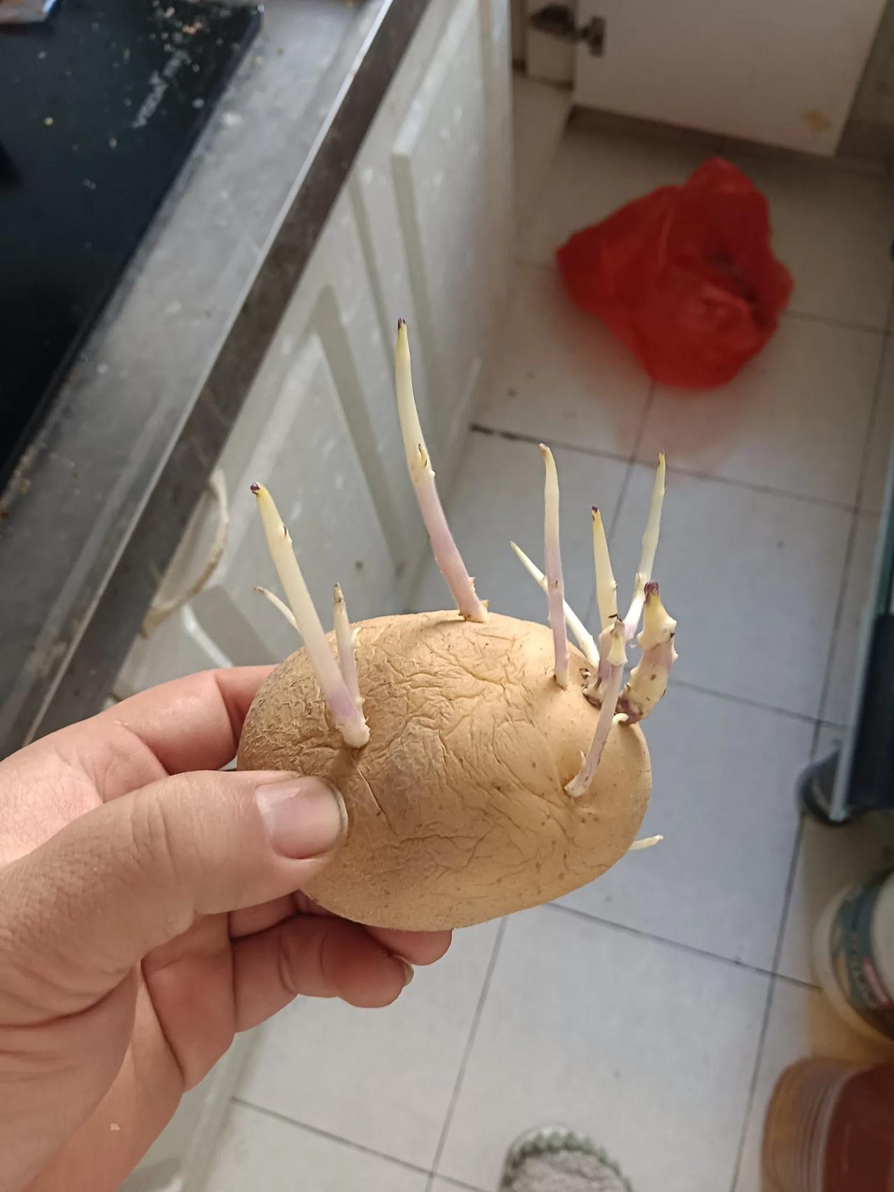 问一问，这样的土豆🥔还能吃吗？我感觉种土里都能涨秧子了！