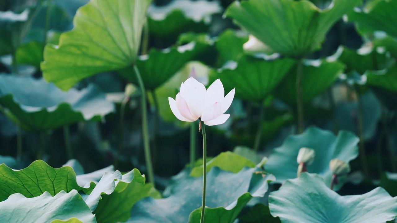 #A股是否趋于稳定# A股市场是否趋于稳定的问题可以从历史数据和最近的趋势来分析