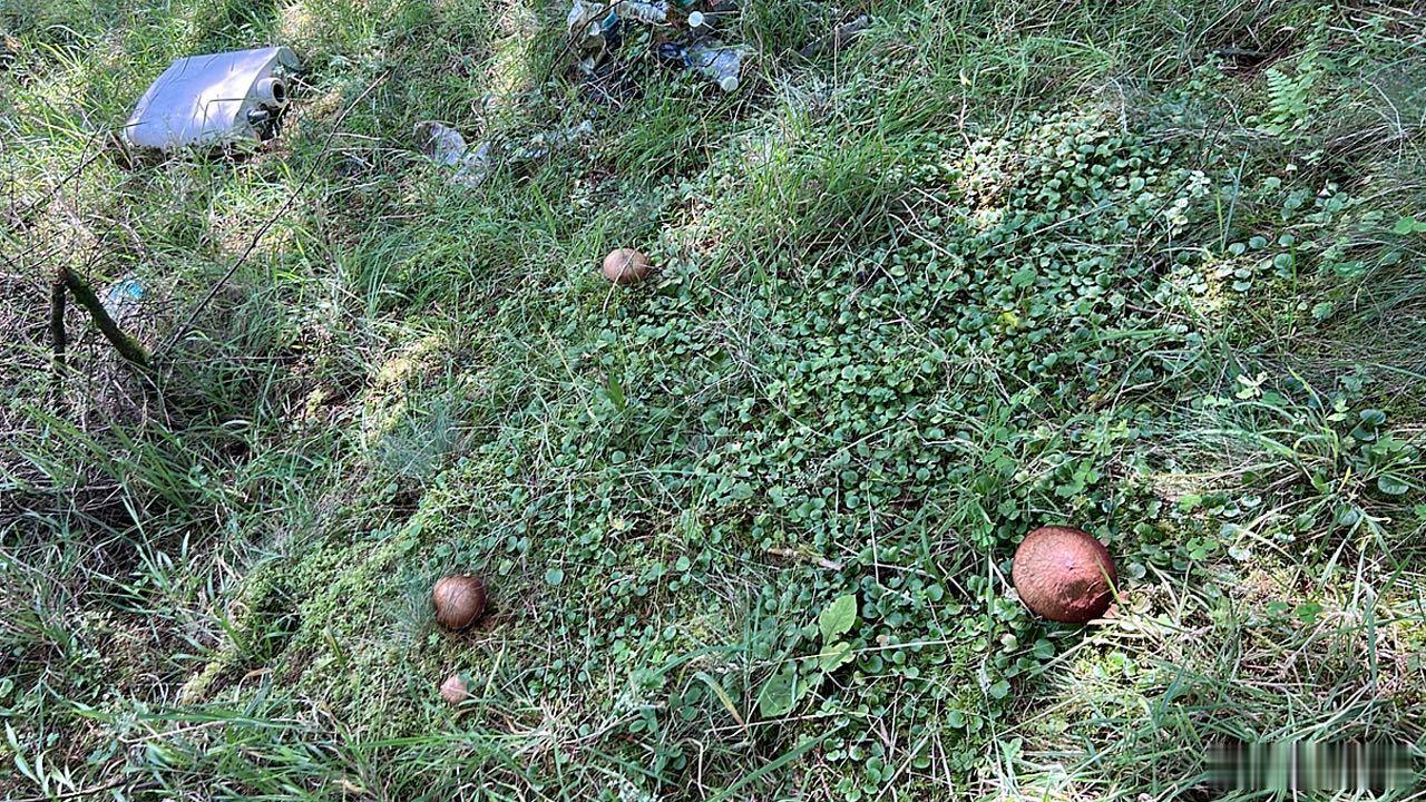 生活手记今天出去捡菌子，爆筐了，满足了，也累翻了[期待][期待] ​​​