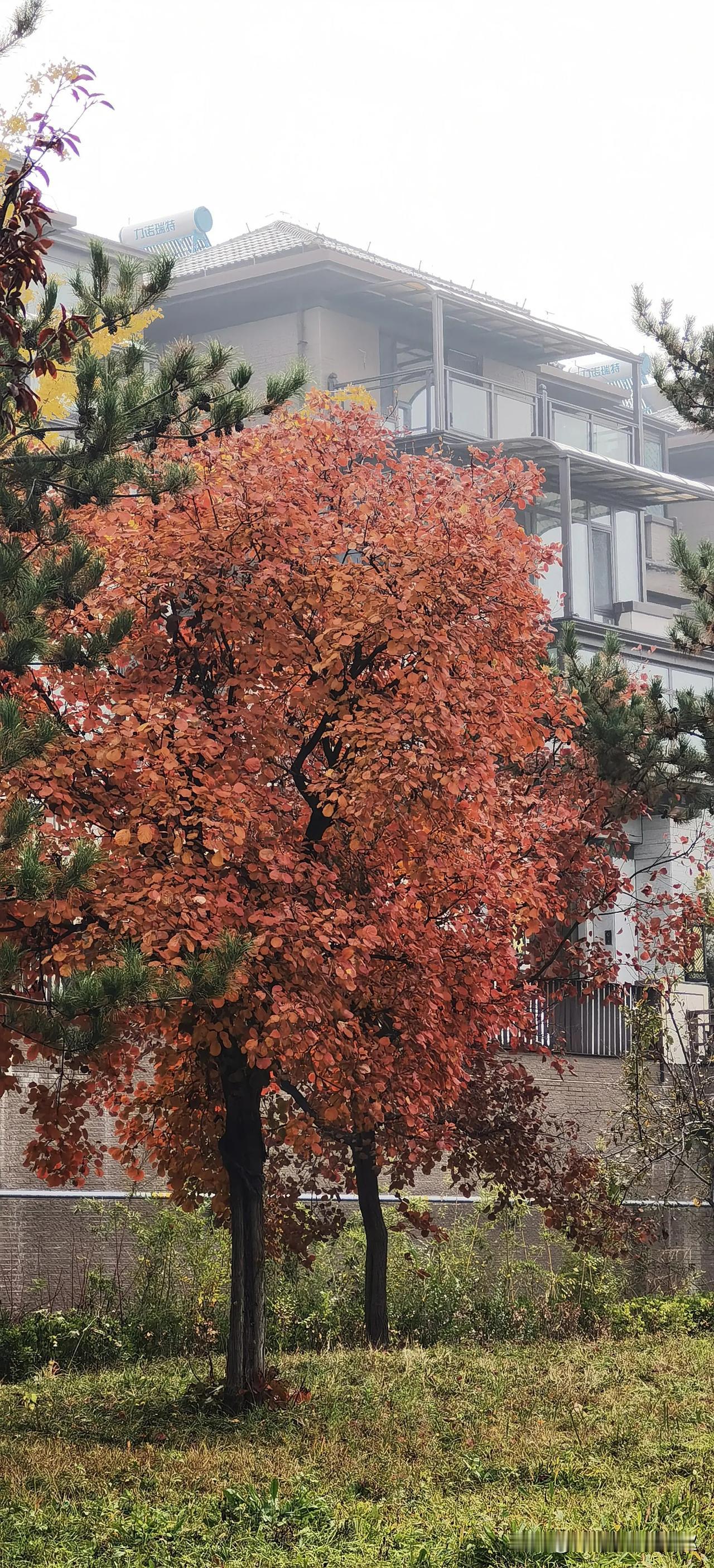 叫黄栌是吧，一到秋天就满树红叶