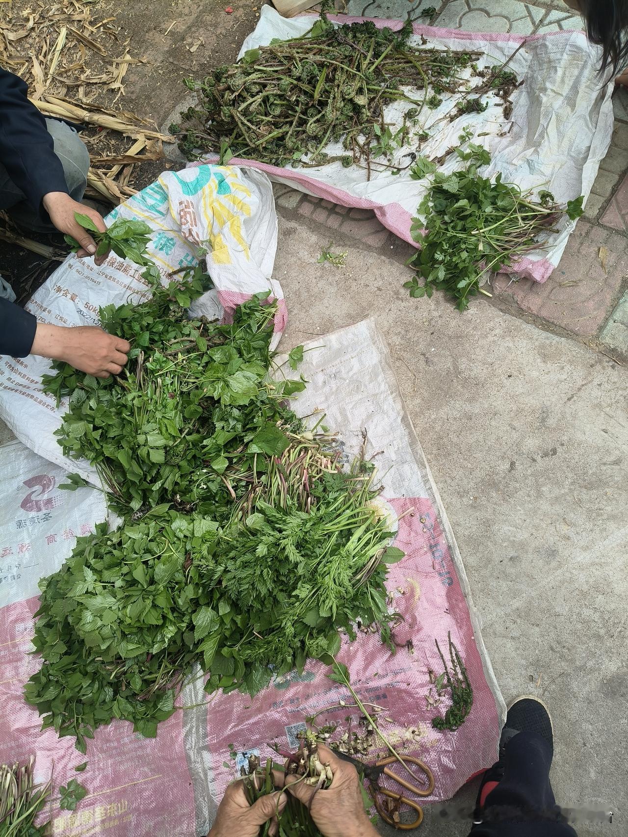 采了一大堆山菜，
基本上都是大叶芹。

这是去了很远的山里采的，
真的是绿色有机