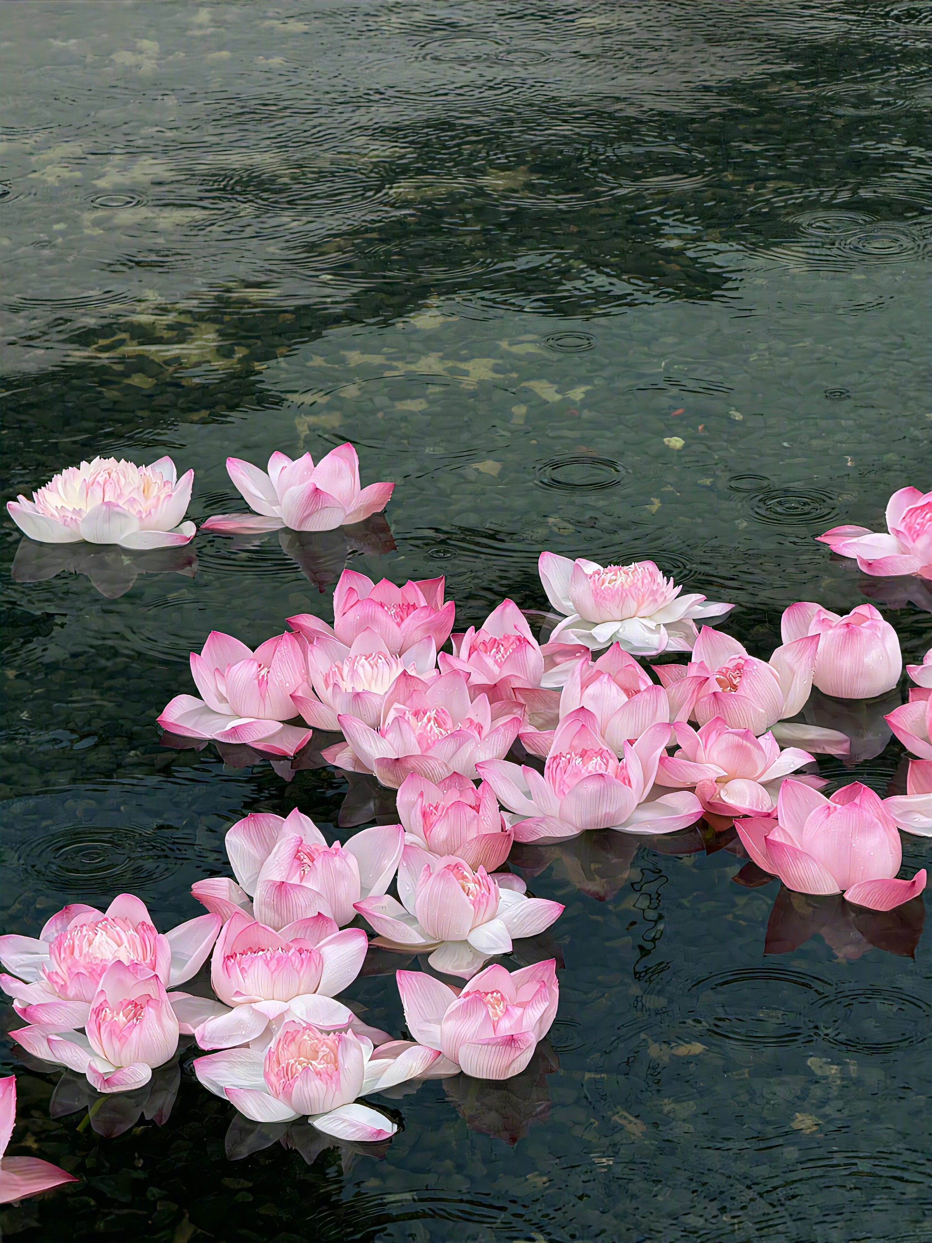 莲花壁纸 好运连连🪷 ​​​