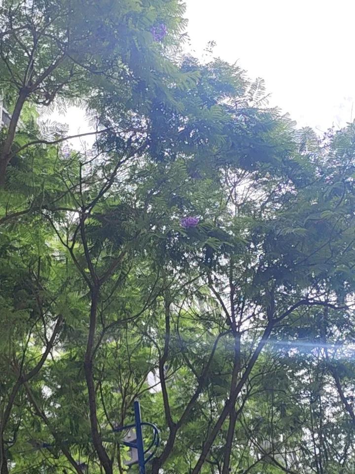 昆明联盟路的蓝花楹现在虽然长出很多茂盛的树叶了，但是还是有一些花还没有凋谢哦