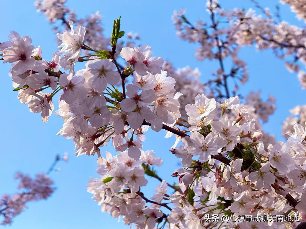 樱花盛开，春意盎然，美不胜收！🌸🌸🌸
春风拂面，樱花烂漫，正是人间好时节?