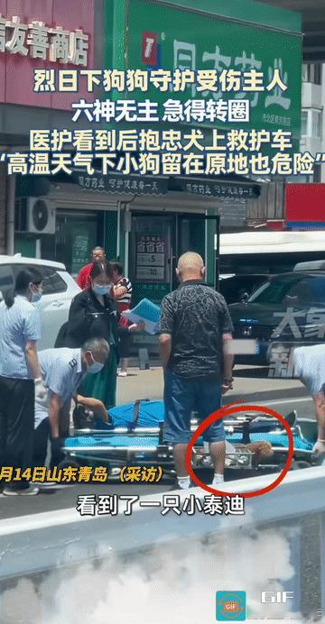令人感动！山东青岛，主人受伤倒地，狗狗不离不弃，顶着烈日守护着主人，一直焦急地等