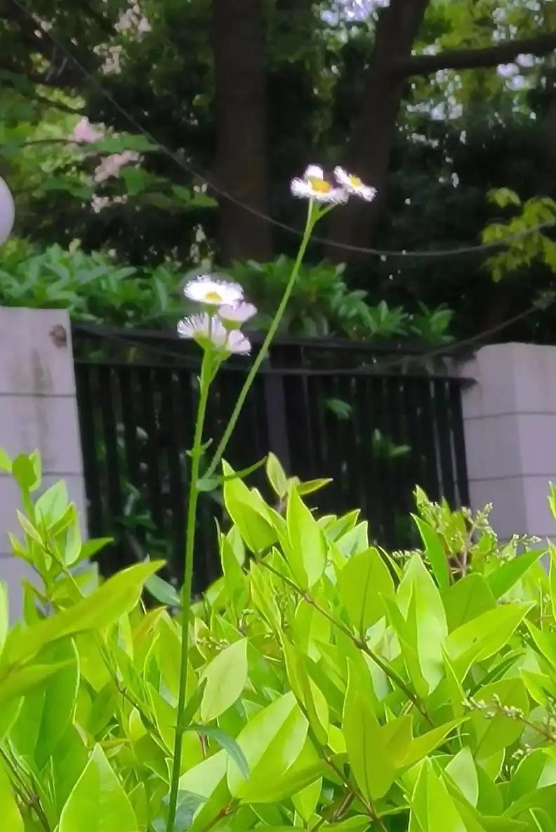 有时，有个好闺女，还不如有个好女婿。

我们单位有个女职工，北京本地人，老公是外