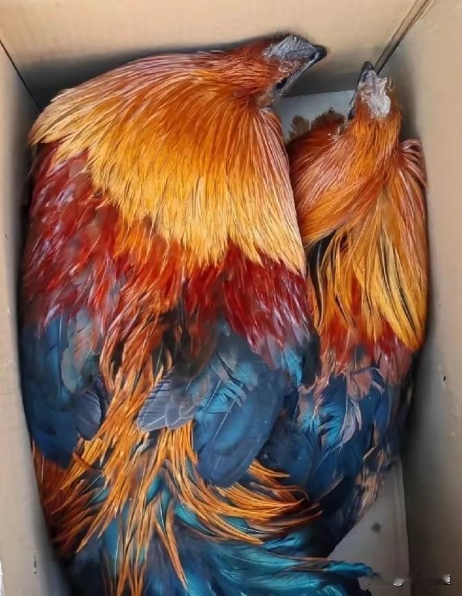 准备带到广州的美食，不管你信不信，少于500，想都不要想