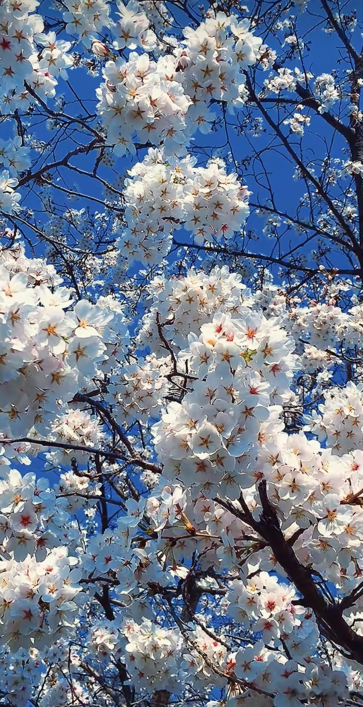 蓝天为幕，樱花把春天揉碎成漫天的白，风一吹，连空气都裹着清甜做自己的光 的温柔。
