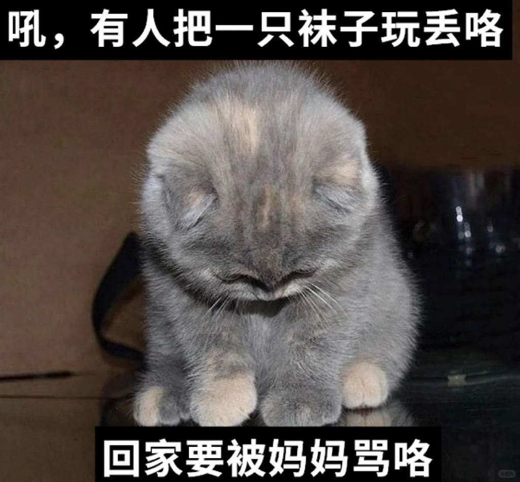 关于小猫的梗图🦴