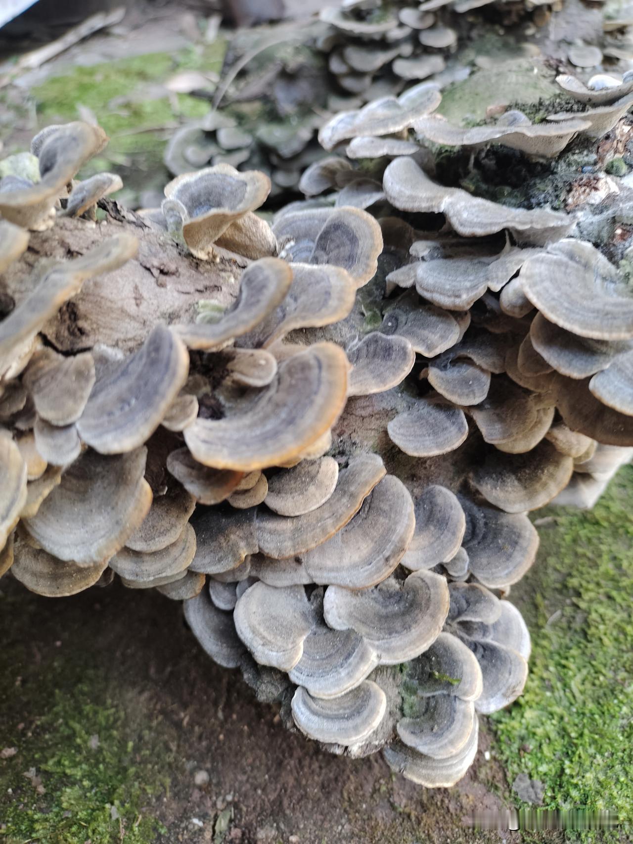 有没有人认识这是什么菌？能不能吃，会不会中毒？