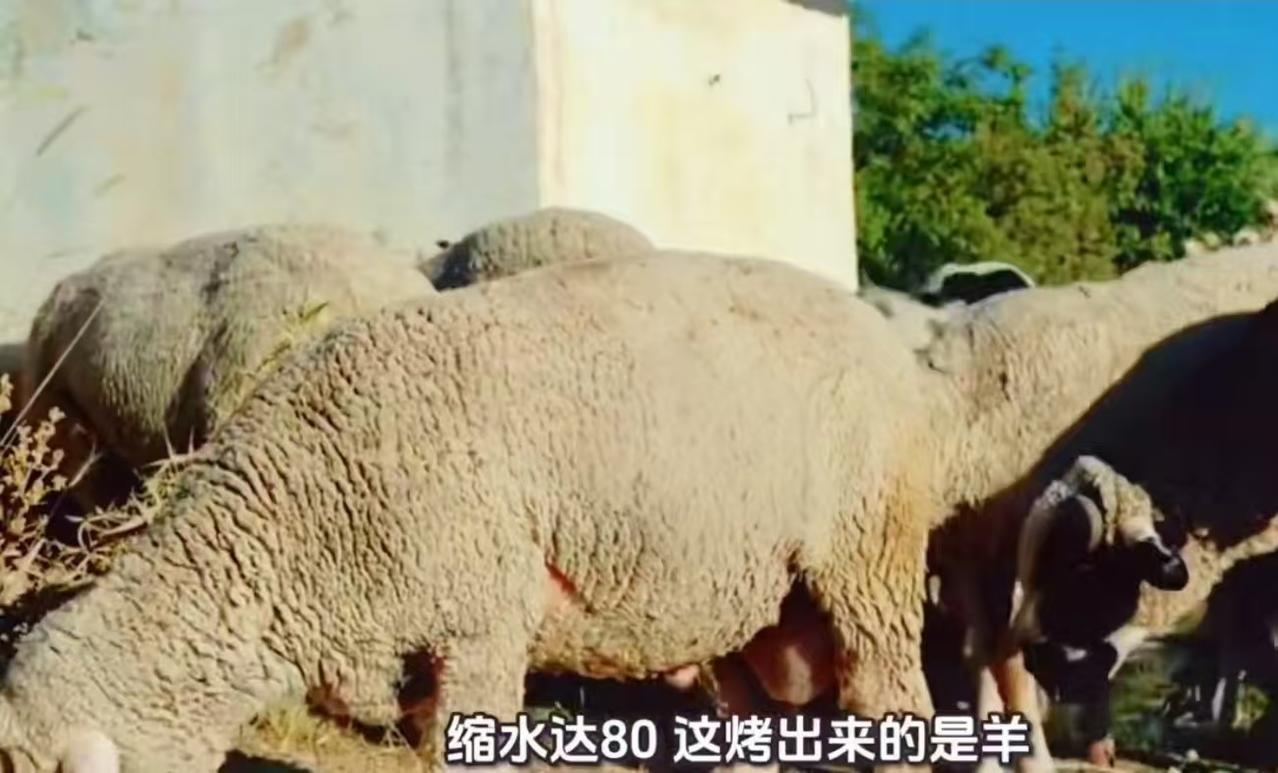 重庆烤全羊事件

2026年2月16日，重庆市消费者王女士带家人在“大草原烤全羊