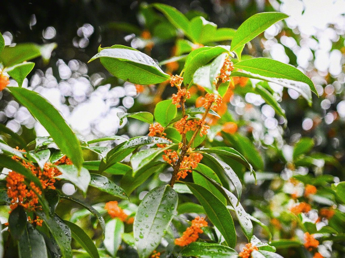 雨后的秋日，风捎来桂花香，大家国庆长假快乐。评论区抽四位小伙伴各送50🧧 喝杯