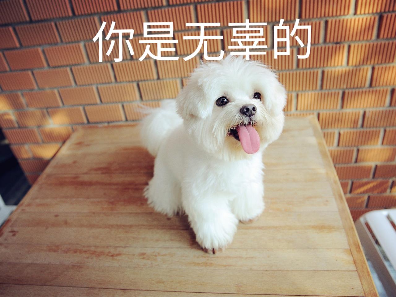 人间极品狗主，近二十次带狗进餐厅上桌吃饭，在北京王爷府南门涮肉店拍视频事发! 终